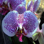 Phalaenopsis Leopard Prince B S Phalaenopsis Leopard Prince B S